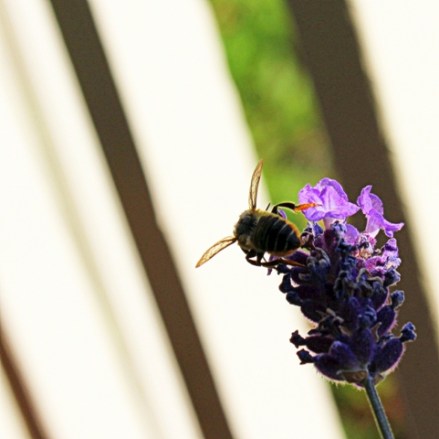 bee on lavender