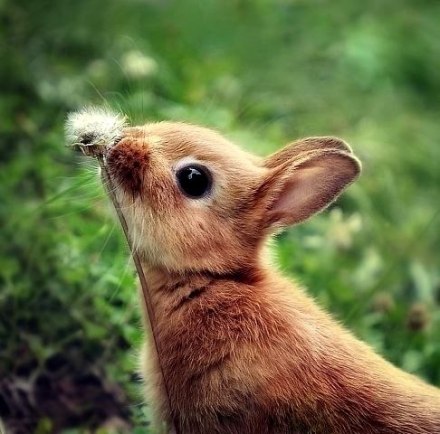 Image from AttackoftheCute.Com