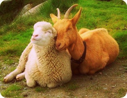 Image from SisterThreadsFarm.Com