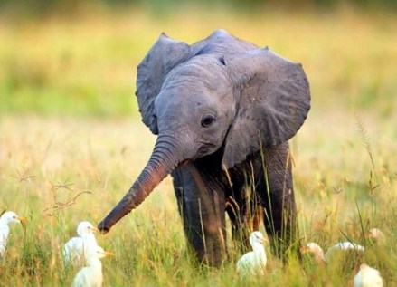 Image from DailySquee.Com