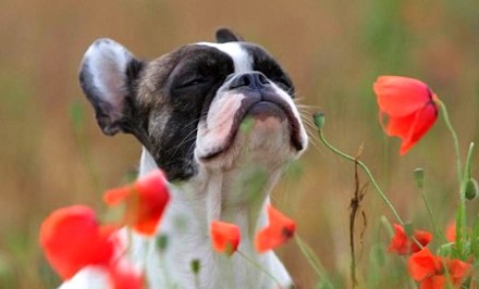 Image from GlobalAnimal.Org