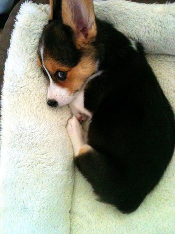 Image from Pinterest.Com