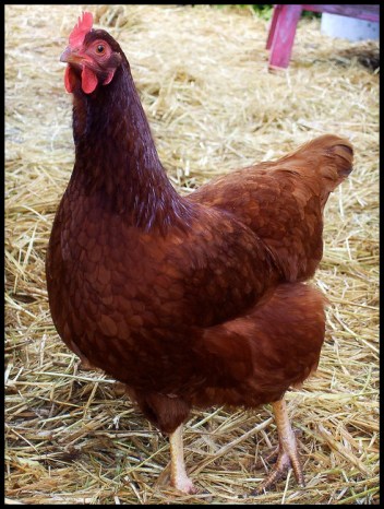 Image from Flickr.Com -- Some rights reserved by terriem