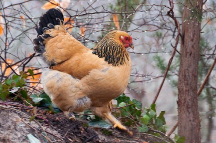 Image from Blog.McmurrayHatchery.Com 