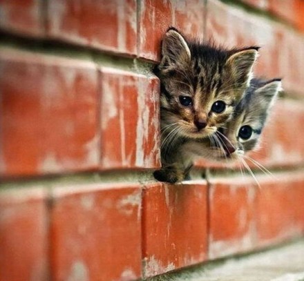 Image from BuzzFeed.Com