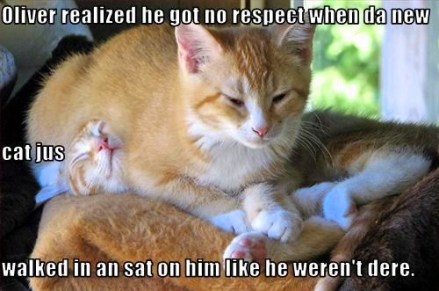 Image from Cheezburger.Com