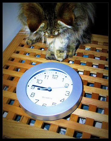 Image from For-Cats-Only.Com