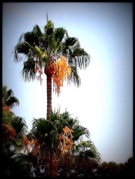 palm tree from outside our windows